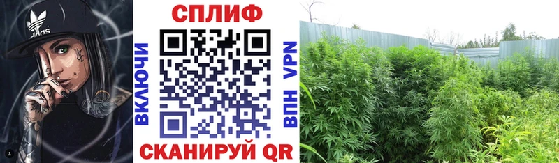 Каннабис VHQ  Суворов 